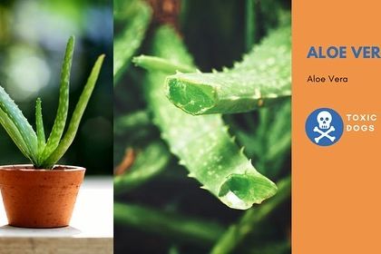 Honest Plant Advice photo 7