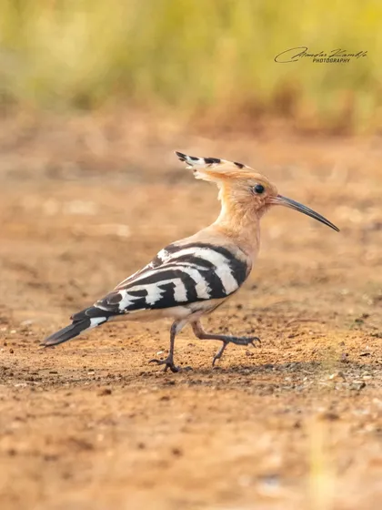 A Eurasian Hoopoe strides across the ground, its unique crest lowered. This shot captures the bird's distinctive walk and terrestrial feeding habits.