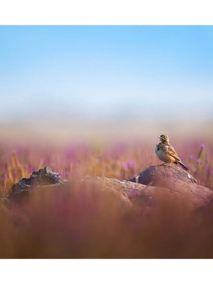 Another perspective of the bird in the purple flower field, showing the beauty of the landscape and its tiny inhabitant.