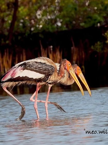 This photo always makes me laugh. These two Painted Storks look like siblings trying to sneak in late without getting caught. It’s a fun, candid moment that shows their playful side.