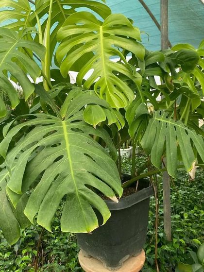 A giant Monstera Deliciosa plant. Look at the size of those leaves with their iconic splits! This is a true statement plant for any plant enthusiast.