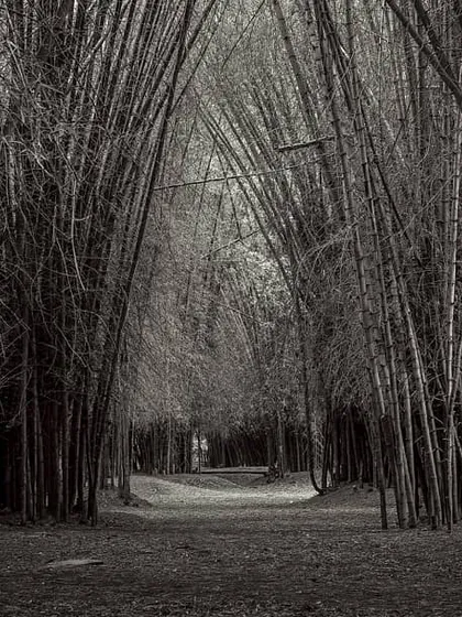 A path through a dense bamboo forest in Cubbon Park, presented in black and white. This edit focuses on the strong vertical lines of the bamboo stalks and the dark, immersive feeling of being inside the grove.