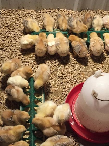 A top-down view of our Red Broiler chicks in the brooder. They huddle together for warmth and are already starting to explore their surroundings.