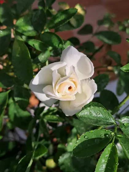 Bhardwaj - Urban Gardening Consultation A Riot of Colorful Flowers photo 89