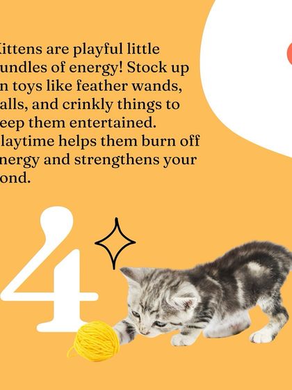 Oh My Dawg - Pet Supplies For New Pet Parents photo 16