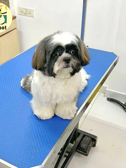 A final look at Theo's fresh cut. He's sitting patiently on the grooming table, a sign of a comfortable and stress-free grooming experience at PetSpot.