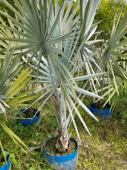A closer look at the unique fan-shaped leaves of the Bismarckia palm, a true statement plant for any large garden.