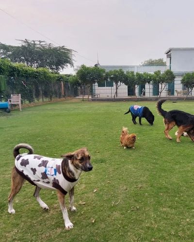Dog Boarding & Daycare