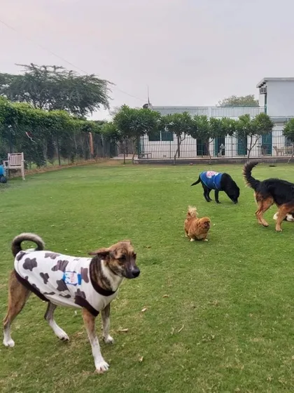 A pack of friends exploring the lawn on a winter day, with our kennels in the background.