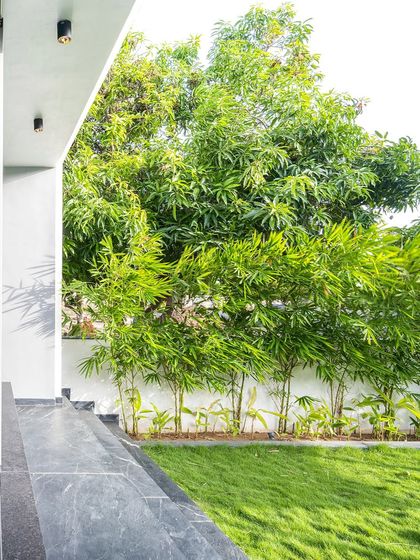The clean lines of the villa's architecture are softened by a row of bamboo and a manicured lawn. This view from the entrance ramp shows how I use planting to anchor the building to its landscape.
