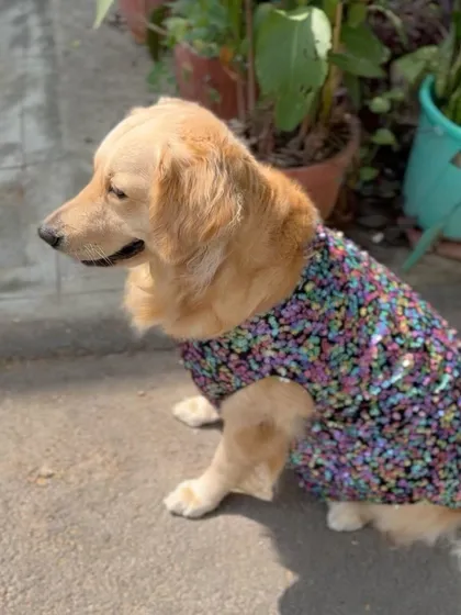 The details matter most. This close-up profile highlights the clean lines and secure stitching around the neckline. I select fabrics that are not only stunning but also safe and non-irritating for your pet's skin.