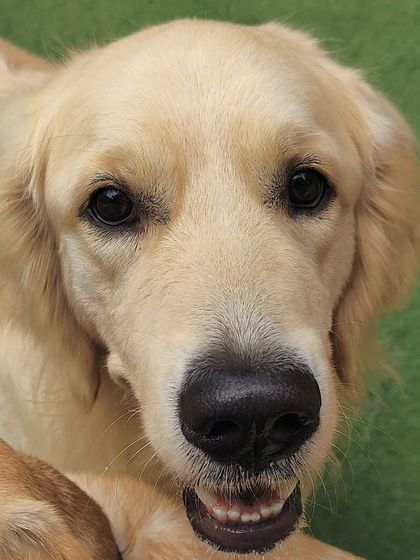 Becky's Bow Wow House - Dog Daycare Happy Faces & Close-Ups photo 17