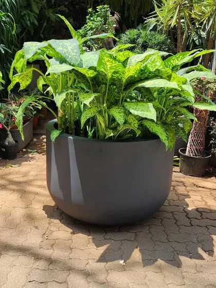 Have you ever used super-large planters? I have a range of huge planters like this sturdy and gorgeous bowl-shaped one in matte black. They are perfect for housing dense foliage plants like this Aglaonema.