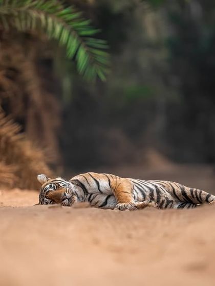A young tiger takes a nap on a sandy track. The relaxed posture and peaceful setting contrast with the raw power these animals possess, showing a softer side of their nature.
