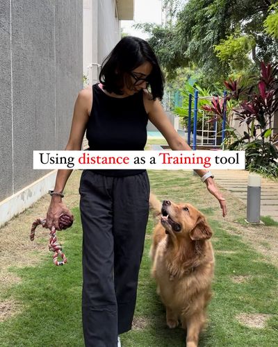 Dog Training & Behavior