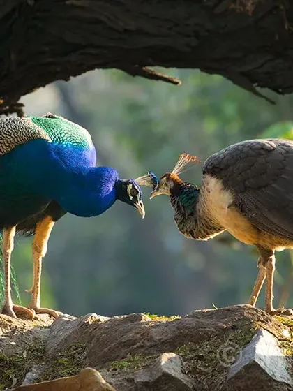 Here, the peahen expresses her deep love for the peacock. The mood of the image and the emotions it conveys are like a love song. It is a moment of boundless feeling, captured in a natural frame created by the tree branches.