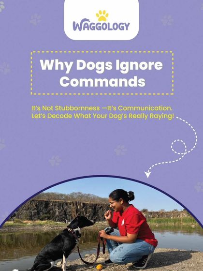 This graphic is the cover for a series explaining why dogs might ignore commands. It's not stubbornness, it's communication. I help you decode what your dog is really trying to tell you.