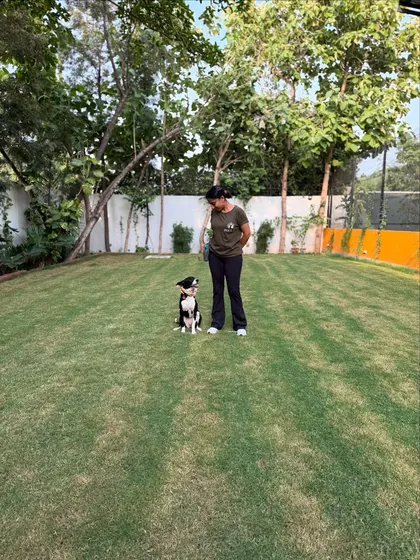 Chhutki demonstrating a perfect 'sit' and 'stay' in the yard. Her focus is a testament to her hard work.