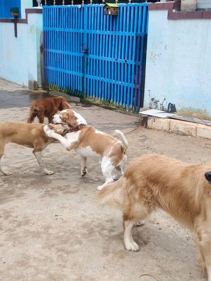 A group of friends having a good time. You can see a Golden Retriever, a Beagle, and an Indie dog all playing together.