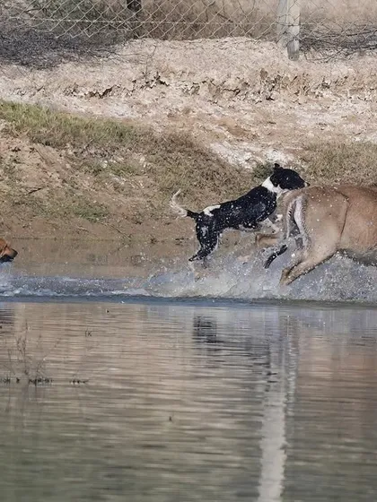 The chase continues as dogs pursue the Nilgai through the water. The precise data on this threat is not clearly realized, but it is huge, and it is rising.