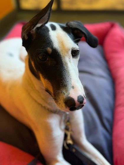 TinTin relaxing on his bed. Crate and place training are essential for teaching a dog to have an "off switch."