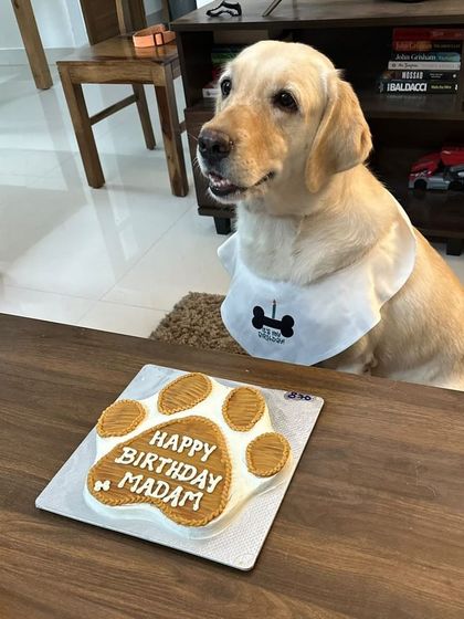Madam the Labrador is ready for her Pawsome Cake. Her owner told us she absolutely loved the cake and our peanut butter biscuits.