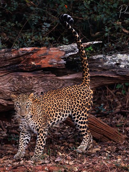 A majestic male leopard in Bhadra Tiger Reserve, tail held high as it scent marks its territory. We captured this incredible sequence during a boat safari, showcasing a unique way to view wildlife.