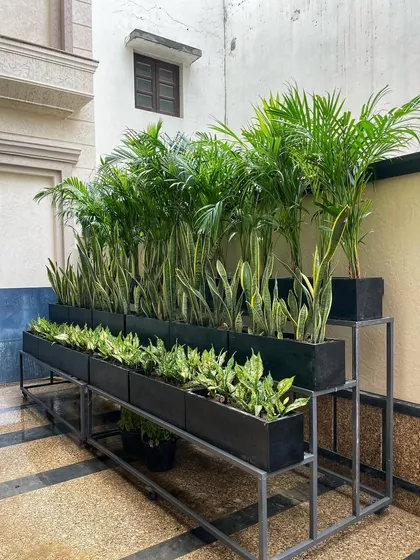 I designed this multi-level planter stand to brighten up a narrow walkway. It uses a mix of tall Areca palms and dense snake plants to create a wall of green.