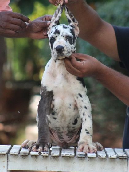 We carefully assess each puppy to ensure they meet the breed standard.