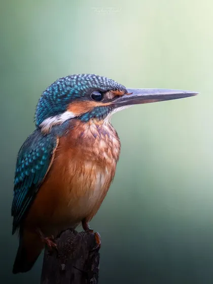 A Common Kingfisher portrait, its blue and orange feathers looking like jewels in the soft light.
