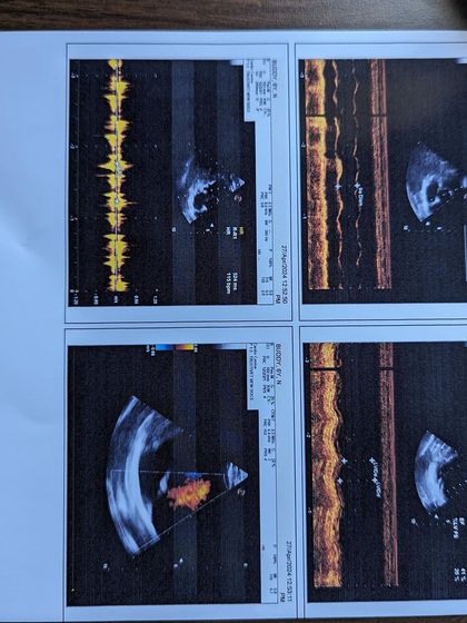 PL Paws - Animal Rescue & Rehabilitation How Your Donations Help: Our Medical Cases photo 14