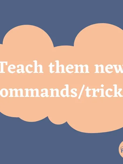 Teaching new commands or tricks is a perfect rainy day activity that strengthens your bond and your dog's skills.
