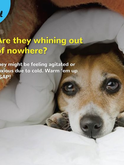 If your dog starts whining out of nowhere, they might be feeling anxious due to the cold. It's time to warm them up with a blanket or a cuddle.