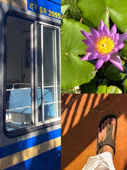 Sunlight casting interesting shadows on the floor, next to a vibrant purple water lily.