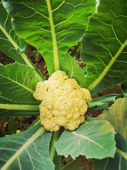 A small, perfect head of cauliflower growing in the garden. It's so fresh and tender.
