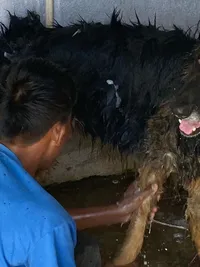 Dog Grooming