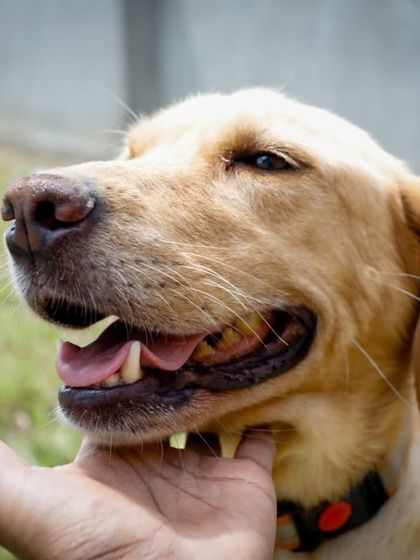 A happy, smiling portrait of Zara the Labrador. She is a loving girl who deserves a family.