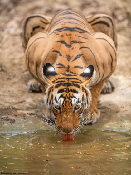 Arrowhead quenching her thirst, a moment of vulnerability for even the most powerful predator. The unique angle from above shows her impressive musculature.