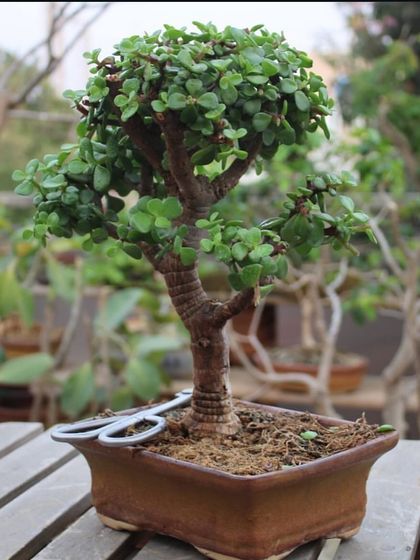 A beautiful outdoor Jade plant, perfect for a sunny garden spot. Its lush leaves and robust form show how well this species thrives in the Indian climate.