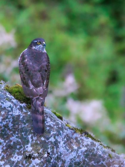 A Eurasian Sparrowhawk perched quietly on a mossy rock. These raptors are stealthy hunters of small woodland birds, using surprise and speed to their advantage.