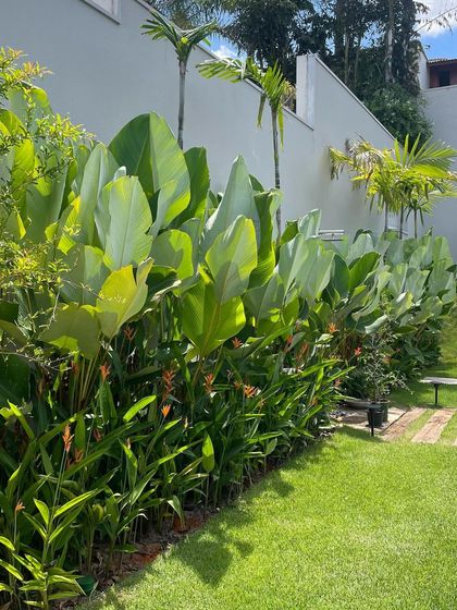 A garden border featuring layers of tropical plants. We use taller Calathea Lutea for height, with Heliconia providing pops of color, all fronted by a lush green lawn.