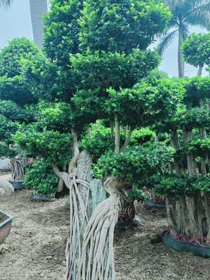 Bonsai, Zen & Miniature Gardens photo 5