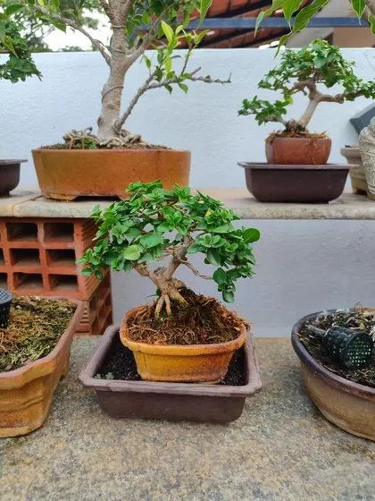 This is a Mini Premna, a Mame bonsai that fits in the palm of your hand. Crafting these miniature wonders requires immense patience, but their tiny, character-filled forms are a testament to the idea that beauty is found in the smallest details.
