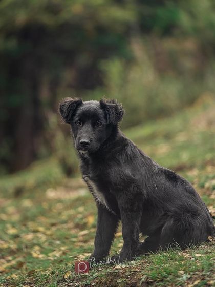 Pragalbh - Commercial Pet Photography On Location: Himalayan Dogs & Livestock photo 7