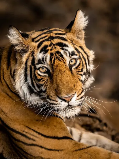 A portrait of a tiger resting, looking over its shoulder with a calm yet alert expression. The warm, earthy tones of the background complement its coat, creating a classic and timeless wildlife portrait.