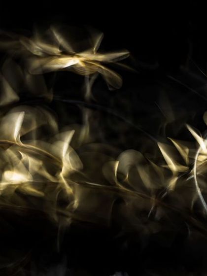 The night surge of termites, their phototactic behavior drawing them to artificial lights in a mesmerizing display.