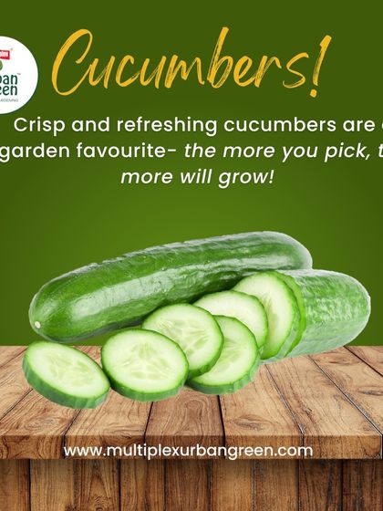 Multiplex Urban Green - Organic Gardening Supplies Grow Your Own Vegetables & Herbs photo 13