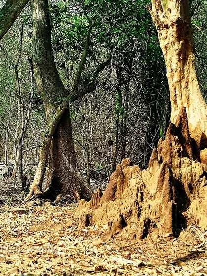 A termite mound stands at the base of trees in the dry season. The forest floor is a carpet of brown leaves, a time of quiet waiting.