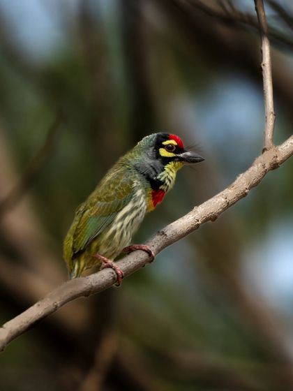 A Coppersmith Barbet, with its colorful face and red patch on the breast.
