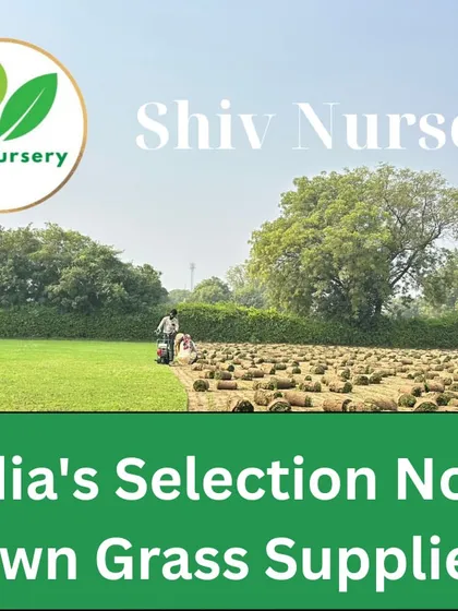 Harvesting Selection No. 1 grass on my farm. I ensure only the best quality turf is sent to my clients.